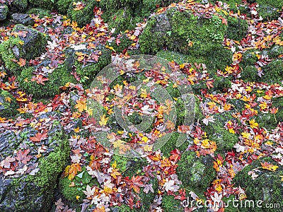 Maple Foliage in Color Contrast to Moss Stones Stock Photo