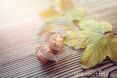 Maple and koelreuteria paniculata leaves on wooden background Stock Photo