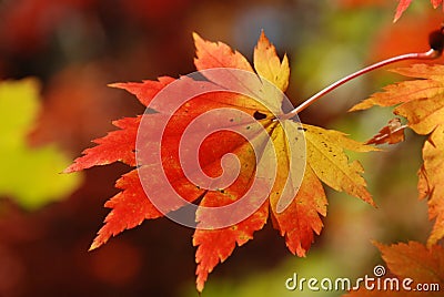 Maple leaf Stock Photo