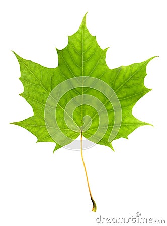 Maple leaf Stock Photo