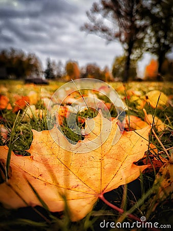 Maple leaf in autumn park looks very nice Stock Photo