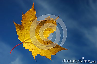 Maple leaf with blue sky Stock Photo