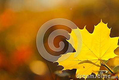 maple leaf on blurred autumn forest background in bright sunlight. Autumn natural plant background in warm tones.Autumn Stock Photo