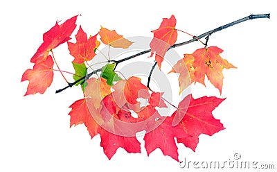 Maple leaf Stock Photo