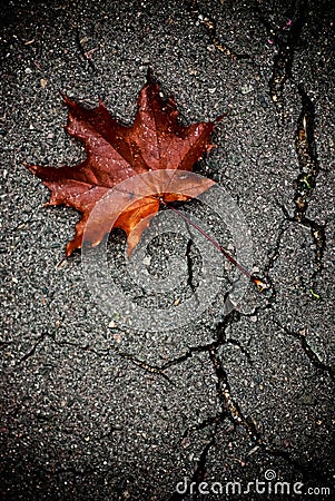 Maple leaf on the broken pavement Stock Photo