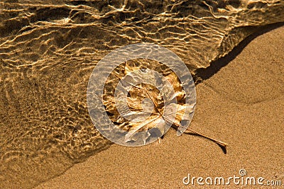 maple leaf clear water sand Stock Photo