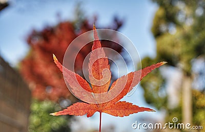 Maple leaf Stock Photo