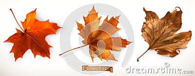 Maple leaf. 3d vector icons Vector Illustration