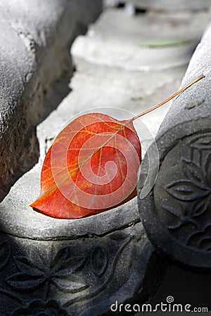 Maple leaf on the eave. Stock Photo