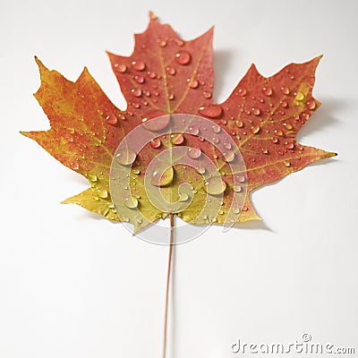 Maple leaf in Fall color. Stock Photo