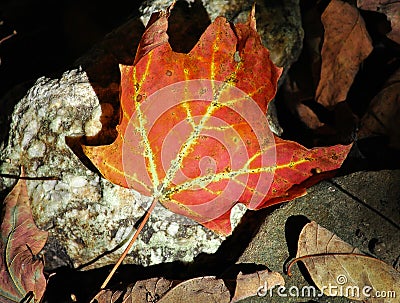 Maple Leaf Stock Photo