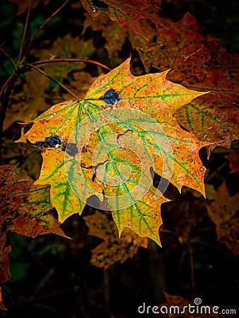 Maple leaf with intense autumn colors Stock Photo