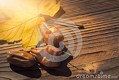 Maple leaf, koelreuteria paniculata leaves and acorn on wooden b Stock Photo