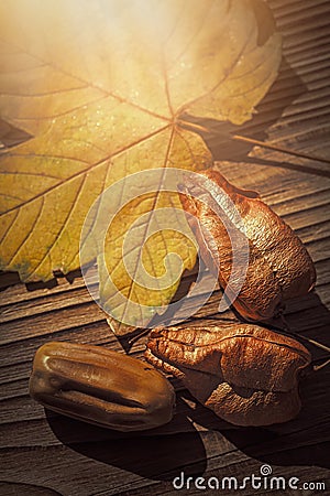 Maple leaf, koelreuteria paniculata leaves and acorn on wooden b Stock Photo
