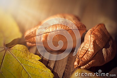 Maple leaf, koelreuteria paniculata leaves, and acorn on wooden Stock Photo