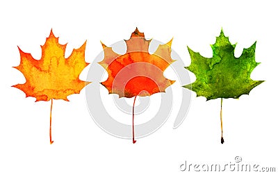 Maple leaf in red, yellow, green colors Stock Photo