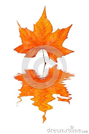 Maple leaf reflected Stock Photo