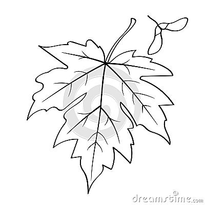 A maple leaf with seeds. Vector Illustration