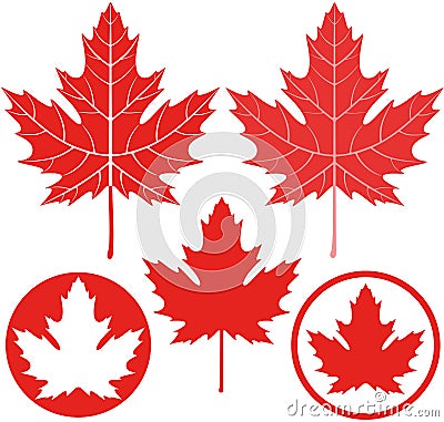 Maple leaf Vector Illustration