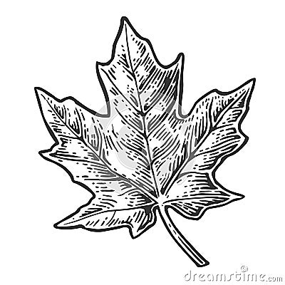 Maple leaf. Vector vintage engraved illustration. Vector Illustration