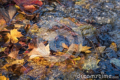 Maple leaf in water, floating autumn maple leaf. Colorful leaves in stream. Sunny autumn day. Autumn concept Stock Photo