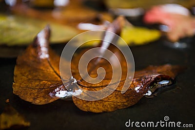 Maple leaf in water floating autumn maple leaf Stock Photo