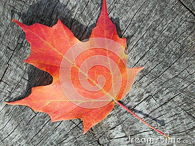 Maple leaf on wood Stock Photo