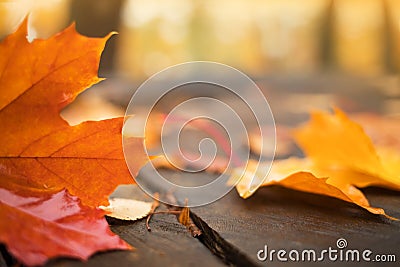 Maple leaf on the wooden wet floor Stock Photo