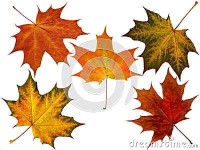 Maple leaves Stock Photo