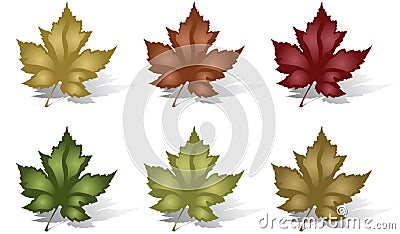 Maple Leaves Vector Illustration