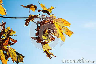 Maple leaves against the blue sky Stock Photo