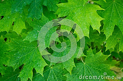 Maple leaves. Stock Photo