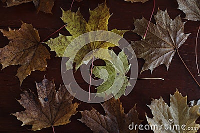 Maple leaves. Collection of multicolored fallen autumn leaves isolated on dark background Stock Photo