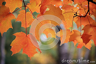 Maple Leaves in Fall Stock Photo