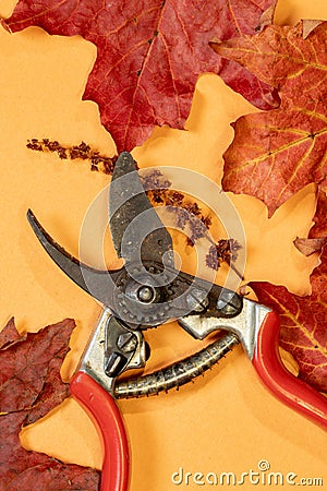 Maple leaves and hand pruners Stock Photo