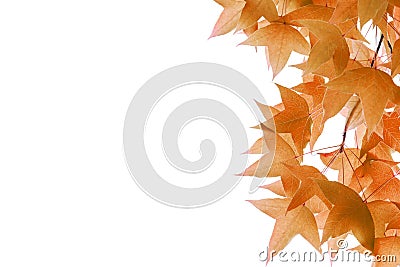 Maple leaves isolated on white background Stock Photo