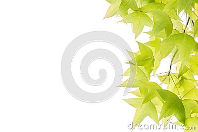 Maple leaves isolated on white background Stock Photo