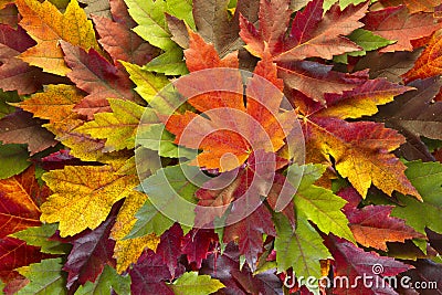 Maple Leaves Mixed Fall Colors Background Stock Photo