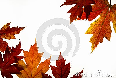 Maple Leaves Mixed Fall Colors Backlit 2 Stock Photo