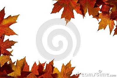 Maple Leaves Mixed Fall Colors Backlit 4 Stock Photo