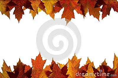 Maple Leaves Mixed Fall Colors Backlit 5 Stock Photo