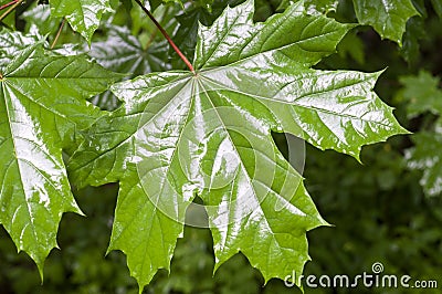 Maple leaves in rainy day background. nature, seasons Stock Photo