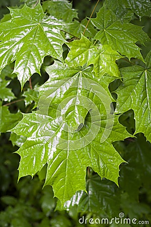 Maple leaves in rainy day background. nature, seasons Stock Photo