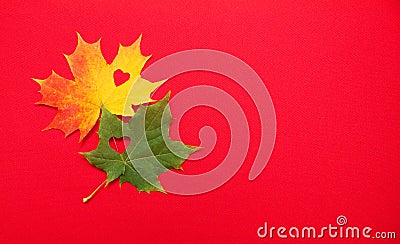 Maple leaves on red background Stock Photo