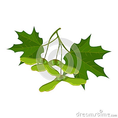 Maple leaves and samara isolated on white background. Realistic vector Vector Illustration