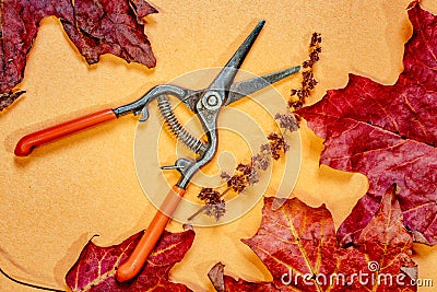 Maple leaves and small hand pruners Stock Photo