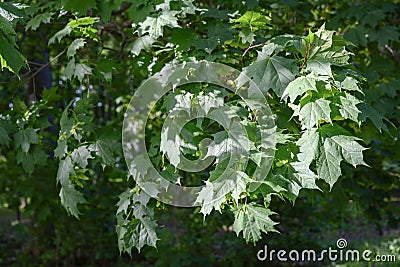 Maple leaves in the summer forest in the rays of the sun Stock Photo