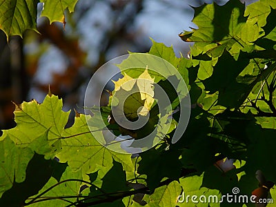 Maple leaves, Sussex , England, UK. Stock Photo