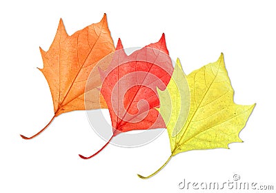 Maple leaves Stock Photo