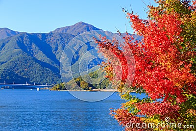 Red maple leaves in autumn at Kawaguchi lake, Kawaguchigo, Japan. Stock Photo